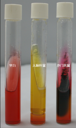 VRBA內(nèi)的紅色小菌落，有可能是沙門氏菌？